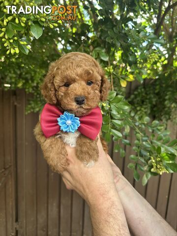 Bichoodle/Poochon Boy Pup❤️Non Shedding Teddy Bears❤️