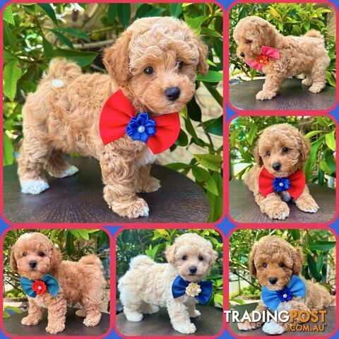 Bichoodle/Poochon Pups❤️Non Shedding Teddy Bears❤️