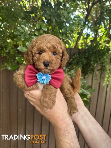 Bichoodle/Poochon Boy Pup❤️Non Shedding Teddy Bears❤️