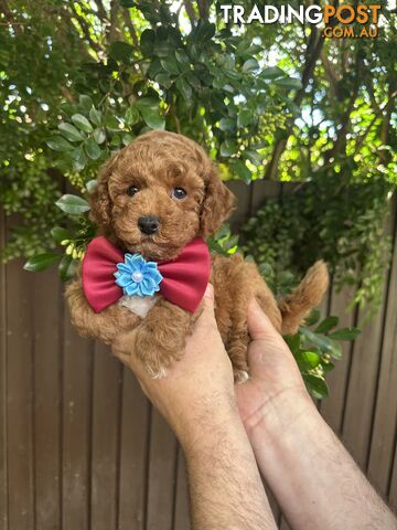 Bichoodle/Poochon Boy Pup❤️Non Shedding Teddy Bears❤️