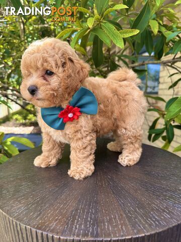 Bichoodle/Poochon Boy Pups❤️Non Shedding Teddy Bears❤️