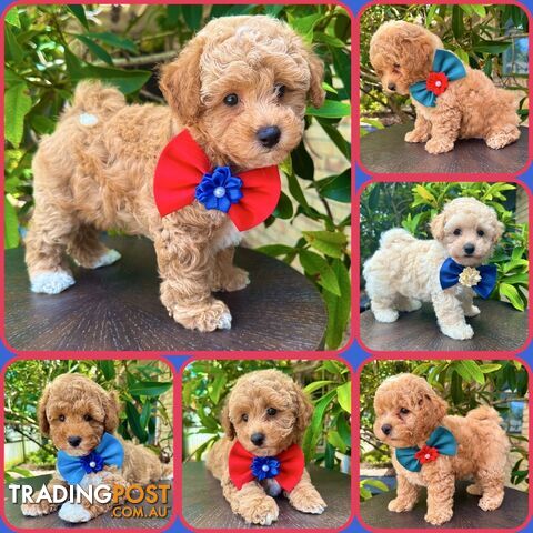 Bichoodle/Poochon Boy Pups❤️Non Shedding Teddy Bears❤️