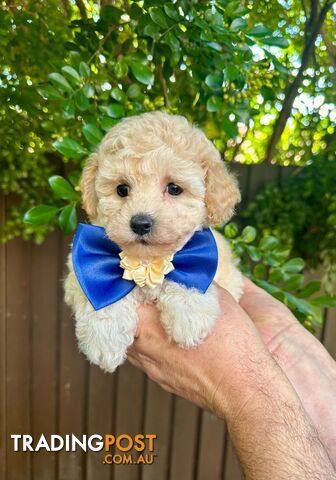 Bichoodle/Poochon Last Boy Pup❤️Non Shedding Teddy Bears❤️