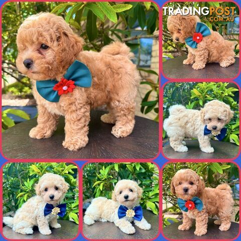 Bichoodle/Poochon 2 x Boy Pups❤️Non Shedding Teddy Bears❤️