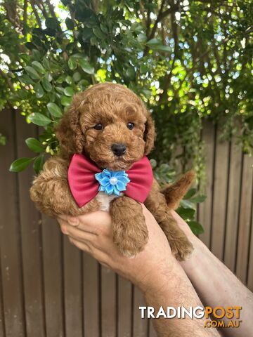 Bichoodle/Poochon Boy Pup❤️Non Shedding Teddy Bears❤️