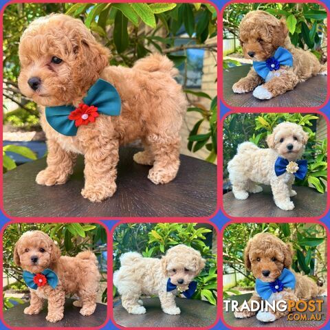 Bichoodle/Poochon Boy Pups❤️Non Shedding Teddy Bears❤️