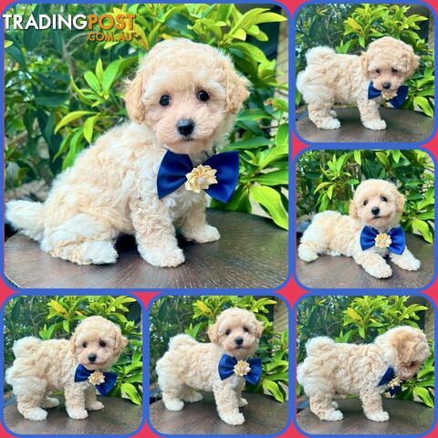 Bichoodle/Poochon Last Boy Pup❤️Non Shedding Teddy Bears❤️