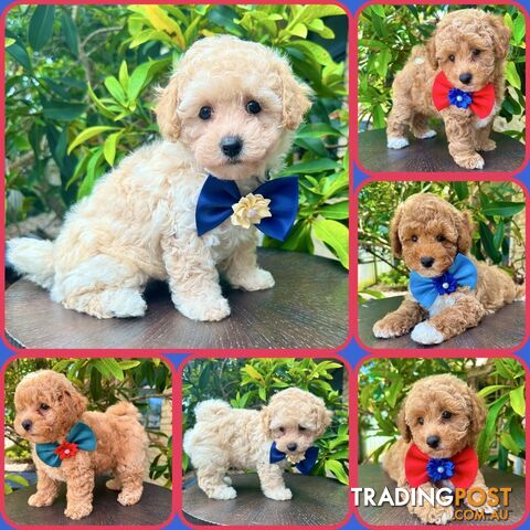 Bichoodle/Poochon Boy Pups❤️Non Shedding Teddy Bears❤️