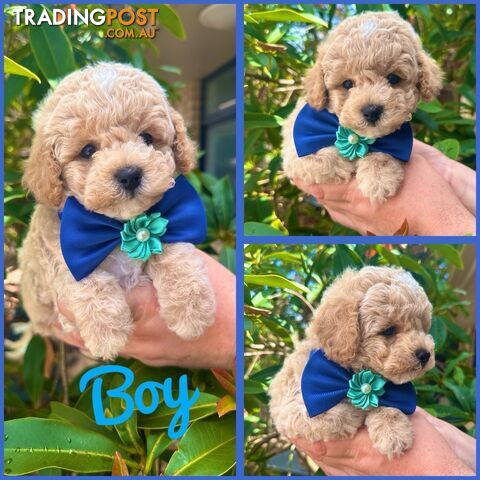 Bichoodle/Poochon Pups QLD❤️Gorgeous Teddy Bears