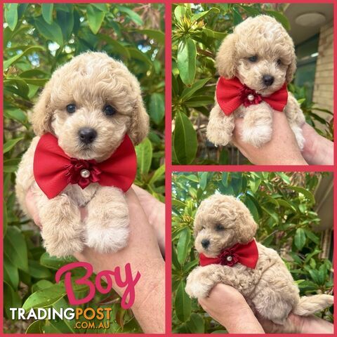 Bichoodle/Poochon Pups QLD❤️Gorgeous Teddy Bears