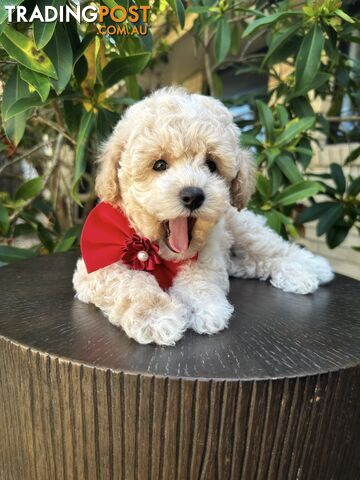 Bichoodle/Poochon Pups QLD❤️Gorgeous Teddy Bears