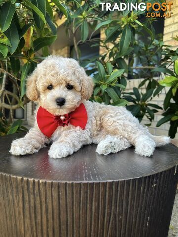 Bichoodle/Poochon Pups QLD❤️Gorgeous Teddy Bears