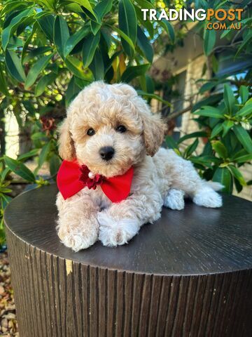 Bichoodle/Poochon Pups QLD❤️Gorgeous Teddy Bears