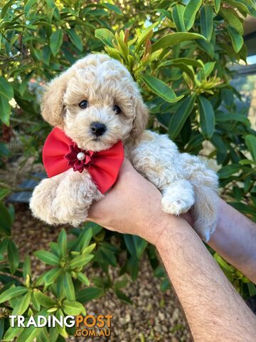 Bichoodle/Poochon Pups QLD❤️Gorgeous Teddy Bears