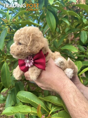 Bichoodle/Poochon Pups QLD❤️Gorgeous Teddy Bears