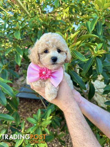 Bichoodle/Poochon Pups QLD❤️Gorgeous Teddy Bears