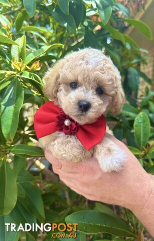 Bichoodle/Poochon Pups QLD❤️Gorgeous Teddy Bears