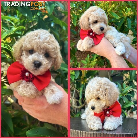 Bichoodle/Poochon Boy Pup QLD❤️Gorgeous Teddy Bear