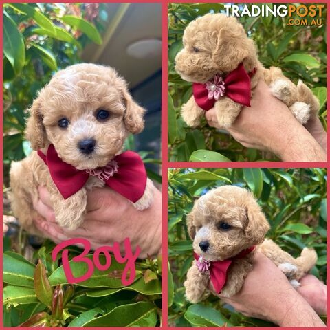 Bichoodle/Poochon Pups QLD❤️Gorgeous Teddy Bears