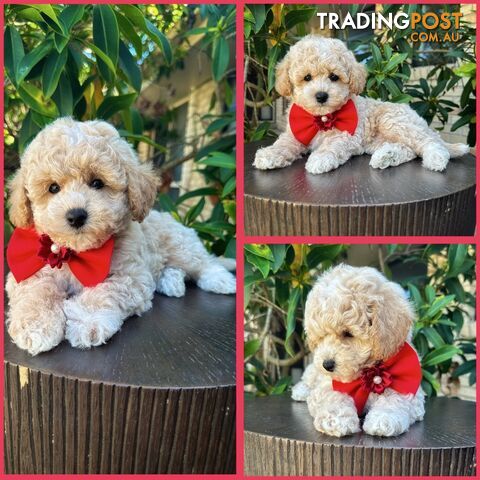 Bichoodle/Poochon Pups QLD❤️Gorgeous Teddy Bears