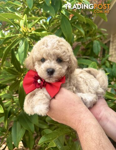 Bichoodle/Poochon Pups QLD❤️Gorgeous Teddy Bears