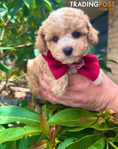 Bichoodle/Poochon Pups QLD❤️Gorgeous Teddy Bears