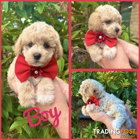 Bichoodle/Poochon Pups QLD❤️Gorgeous Teddy Bears