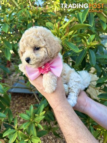 Bichoodle/Poochon Pups QLD❤️Gorgeous Teddy Bears