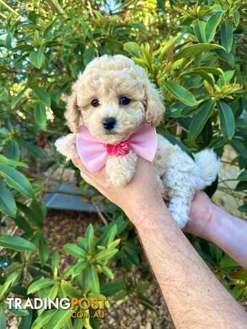 Bichoodle/Poochon Pups QLD❤️Gorgeous Teddy Bears