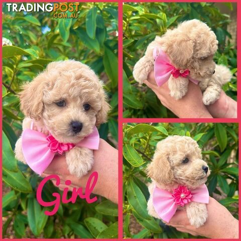 Bichoodle/Poochon Pups QLD❤️Gorgeous Teddy Bears