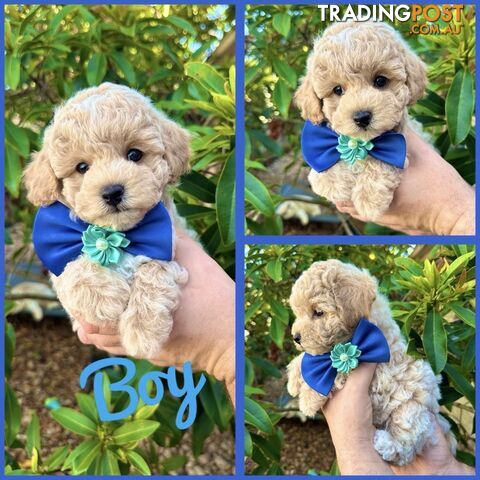 Bichoodle/Poochon Pups QLD❤️Gorgeous Teddy Bears