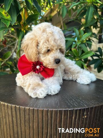 Bichoodle/Poochon Pups QLD❤️Gorgeous Teddy Bears