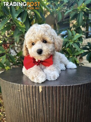 Bichoodle/Poochon Pups QLD❤️Gorgeous Teddy Bears