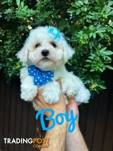 Bichoodle/Poochon Pup QLD-Gorgeous Teddy Bear