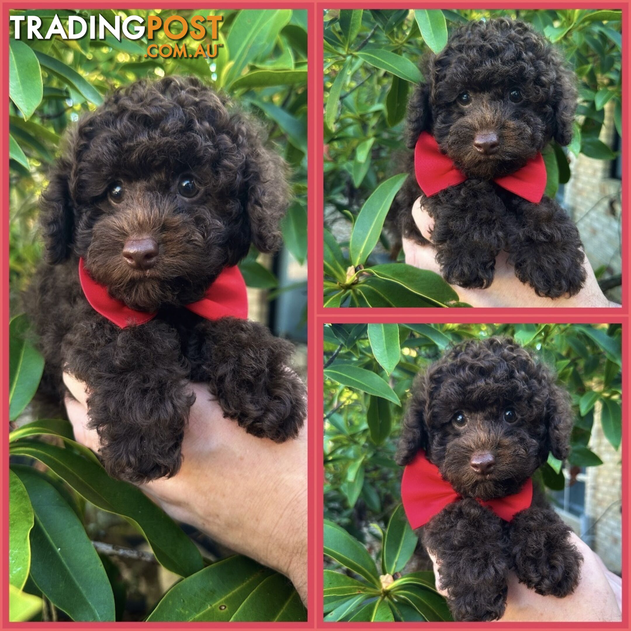 Poodle Pups-Chocolate Teddy Bears-DNA Clear