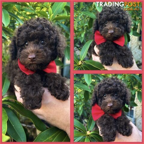 Poodle Pups-Chocolate Teddy Bears-DNA Clear