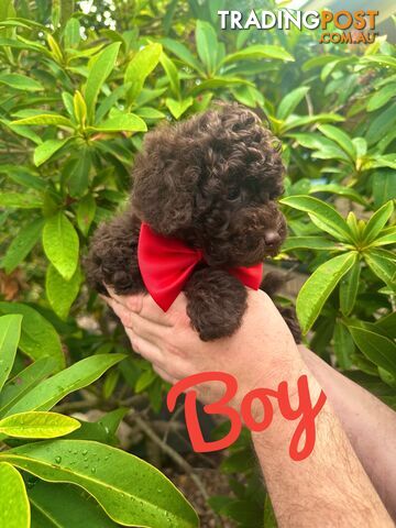 Poodle Pup-Chocolate Teddy Bear-DNA Clear