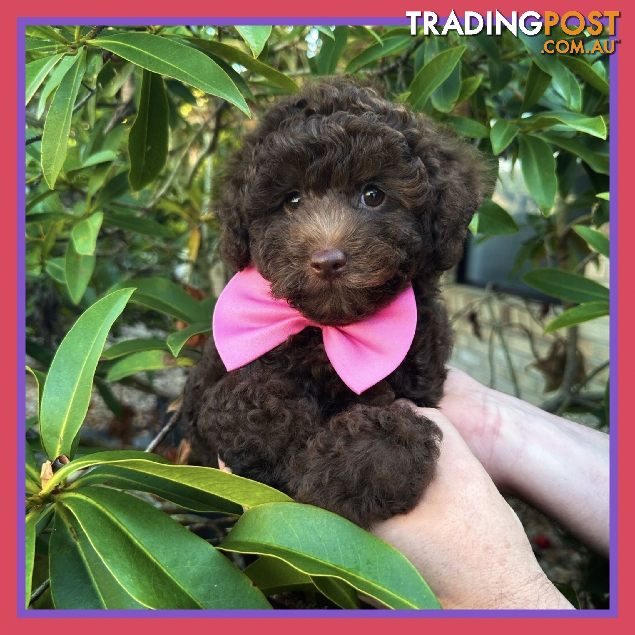 Poodle Pups-Chocolate Teddy Bears-DNA Clear