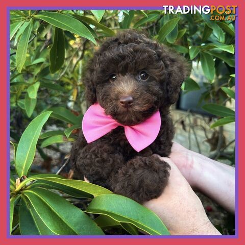 Poodle Pups-Chocolate Teddy Bears-DNA Clear