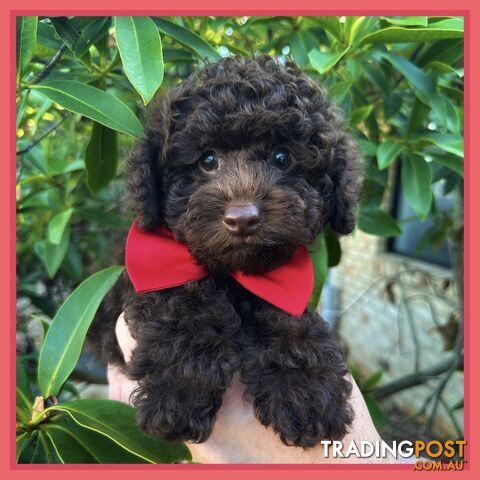 Poodle Pups-Chocolate Teddy Bears-DNA Clear