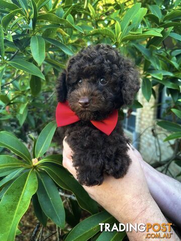 Poodle Pup-Chocolate Teddy Bear-DNA Clear