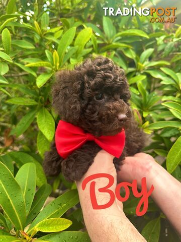 Poodle Pup-Chocolate Teddy Bear-DNA Clear