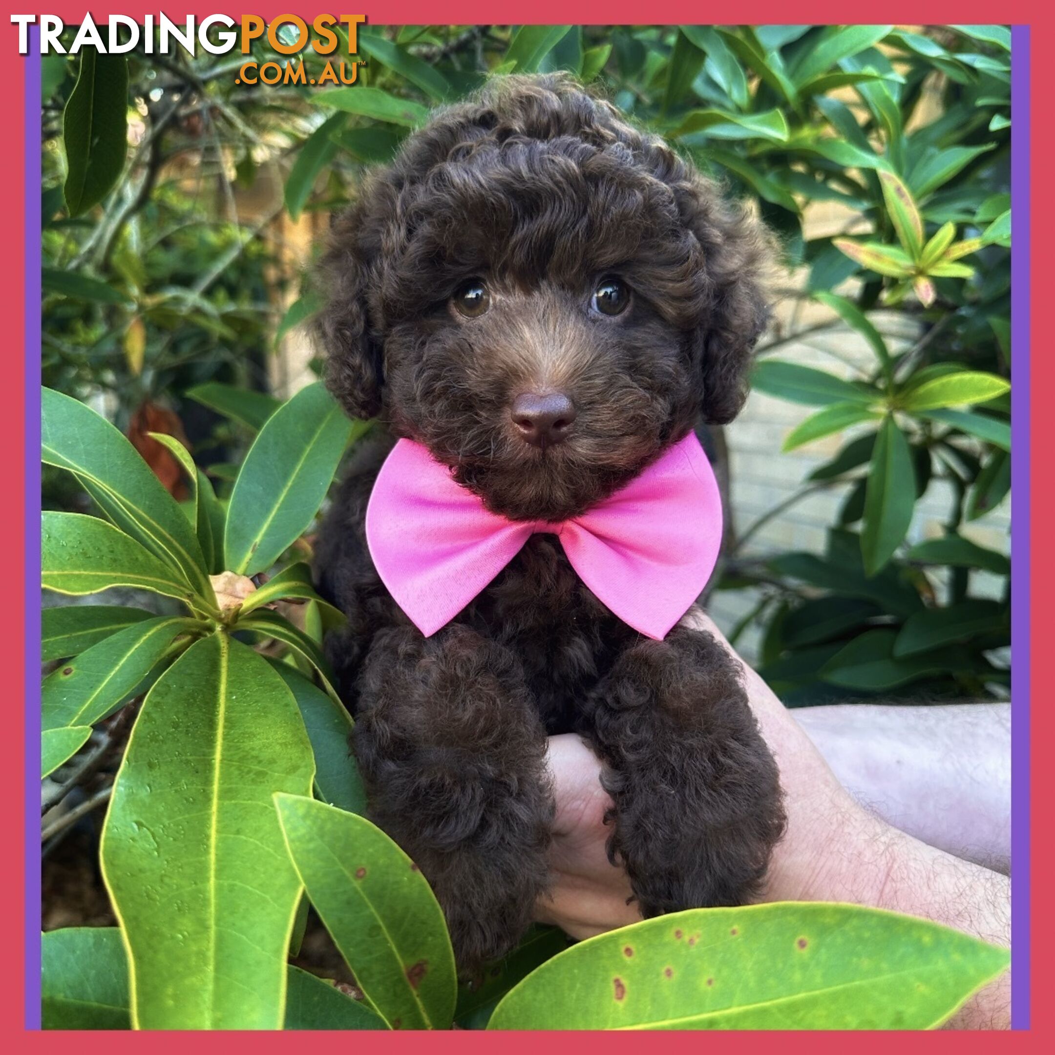 Poodle Pups-Chocolate Teddy Bears-DNA Clear