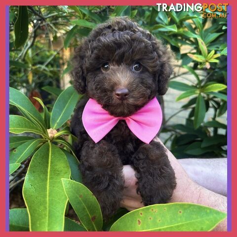 Poodle Pups-Chocolate Teddy Bears-DNA Clear