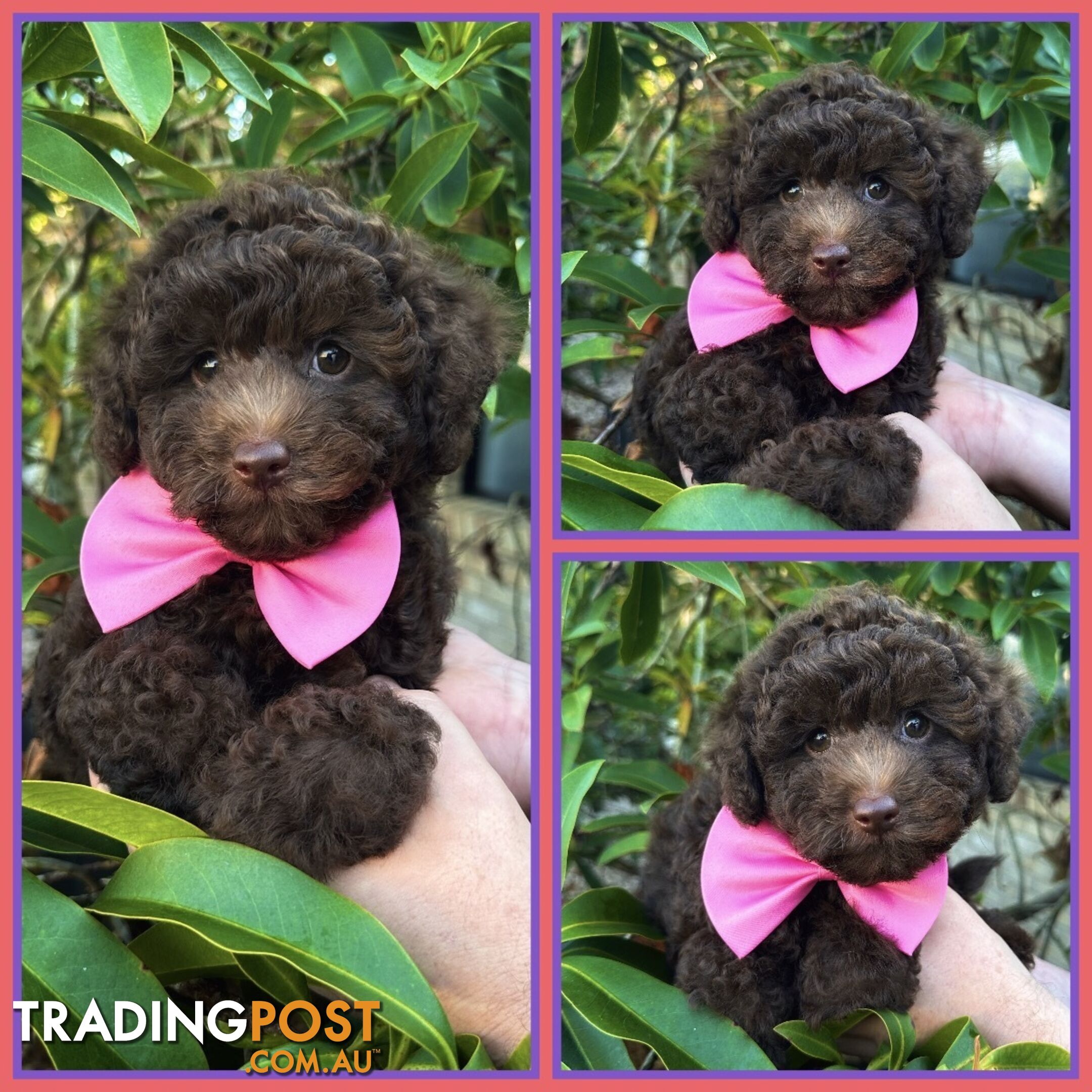 Poodle Pups-Chocolate Teddy Bears-DNA Clear