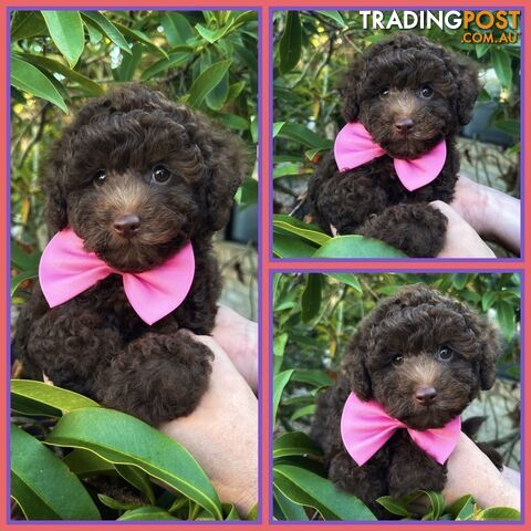 Poodle Pups-Chocolate Teddy Bears-DNA Clear