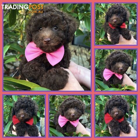 Poodle Pups-Chocolate Teddy Bears-DNA Clear