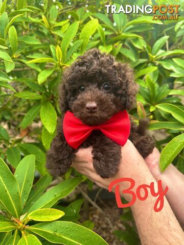 Poodle Pup-Chocolate Teddy Bear-DNA Clear