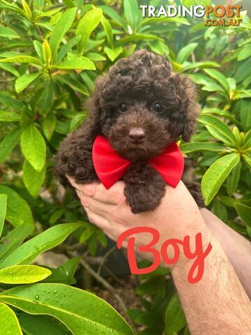 Poodle Pup-Chocolate Teddy Bear-DNA Clear