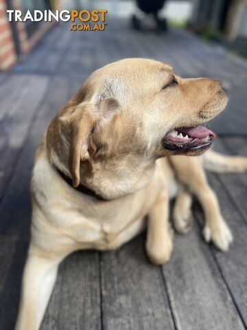 Labrador retriever looking for new home